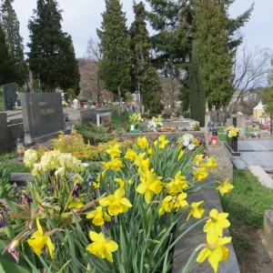 Jar v cintoríne (15.4.2018)
