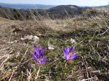 Crocus / Šafran nad tajchom Vindšachta - 9.3.2026