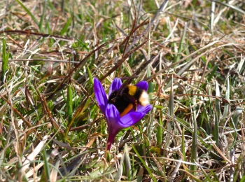 Crocus / Šafran nad tajchom Vindšachta - 9.3.2026