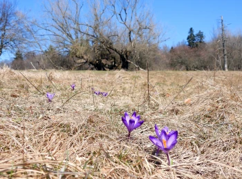 Crocus / Šafran. Sedlo Pleso - 9.3.2026