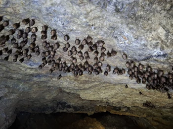 Netopiere v banskom diele