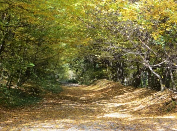 Cesta od tajchu Veľká Vodárenská smerom na Červenú Studňu