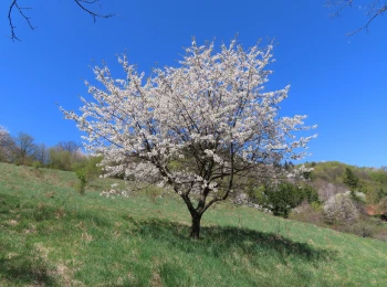 Pri ateliéry Jozefa Kollára