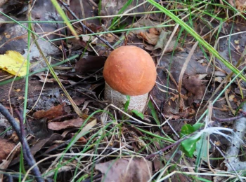 V okolí Banského Studenca