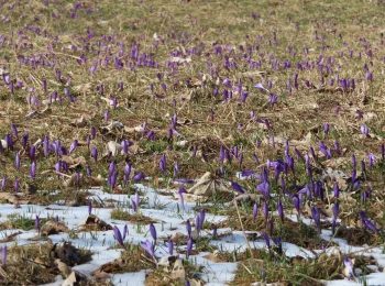 9.4.2021 - Šafran na Štiavnických Baniach