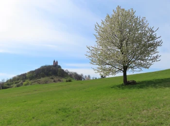 Kalvária a rozkvitnutá čerešňa