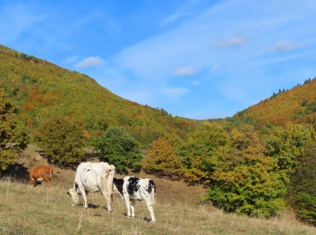 Október 2021 - kravy pod Anderlochom