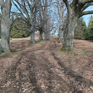 2.3.2026 - rekonštrukcia kalvárie